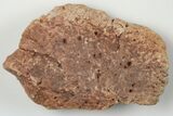 Fossil Phytosaur Scute - New Mexico #192712-1